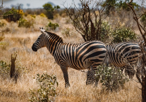Een familiereis door Kenia voorbij het vertrouwde safaribeeld