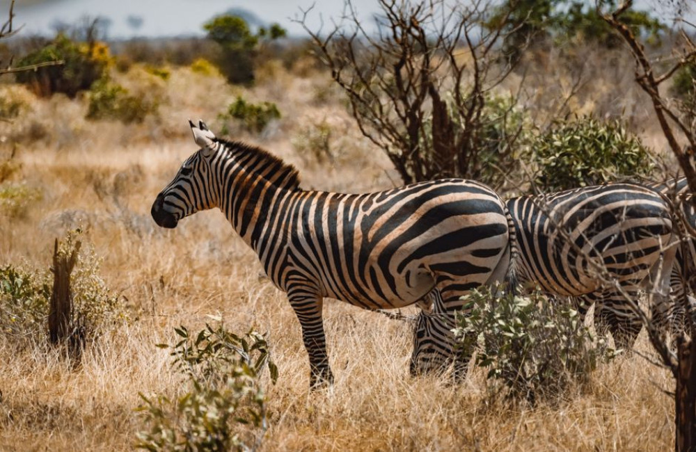 Een familiereis door Kenia voorbij het vertrouwde safaribeeld
