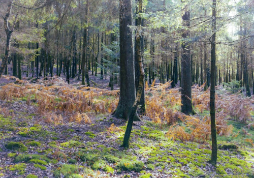 Spontaan een last minute naar de Belgische Ardennen boeken