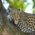 Op safari in Namibië