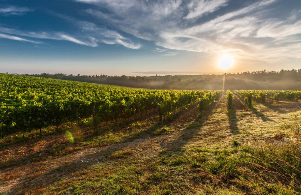 Wat maakt van Italië het perfecte land voor een wijnvakantie?